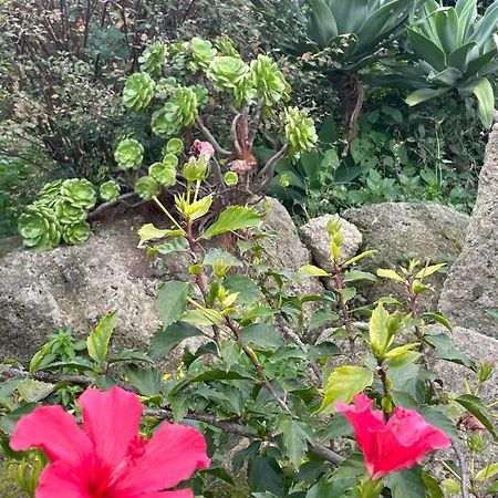 Casa - O Chian 'e Zizza Moscia * Forio di Ischia