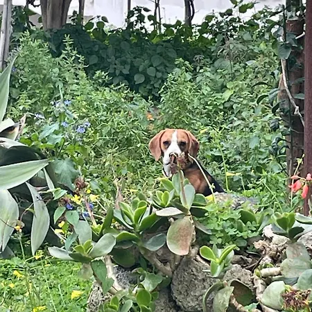 Casa - O Chian 'e Zizza Moscia * Forio di Ischia