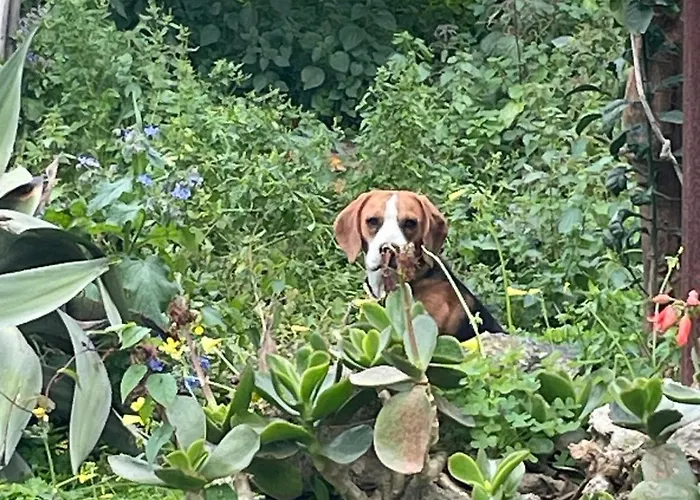Casa - O Chian 'e Zizza Moscia * Forio di Ischia