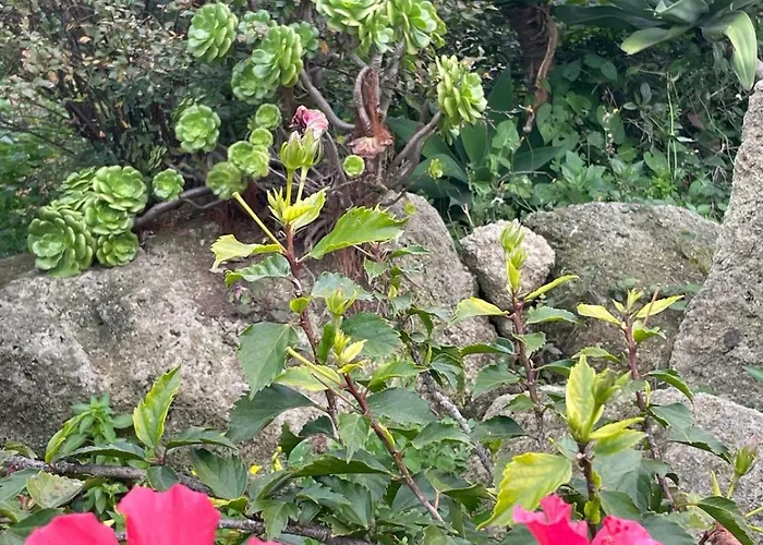 Casa - O Chian 'e Zizza Moscia * Forio di Ischia