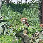 Casa - O Chian 'e Zizza Moscia * Forio di Ischia