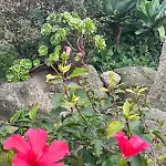 Casa - O Chian 'e Zizza Moscia * Forio di Ischia